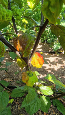 Biosnyg Non GMO Hot Orion Chilli Vegetable Seeds For Planting-(2000 Seeds) Seed(2000 per packet)