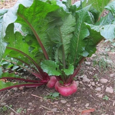 MYLAWN Purple Queen Turnip Seed(100 per packet)