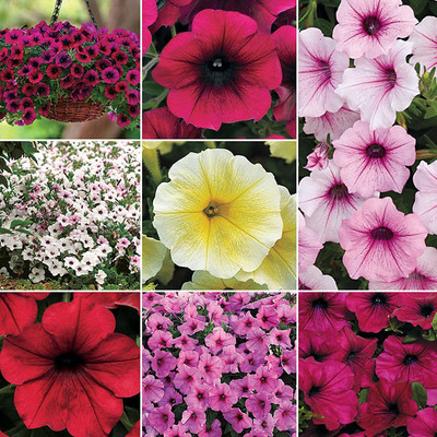 CYBEXIS Morning Glory Petunia Seeds Mix Colors Seed(1 g)