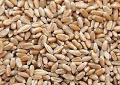 KNESSiN Clean & Organic Hard Red Wheatgrass Seeds Ideal for Microgreens-(10000 Seeds) Seed(10000 per packet)