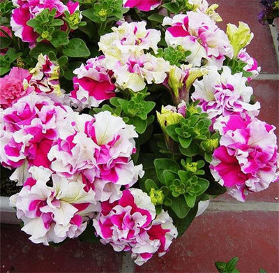 CYBEXIS XLL-52 - Rare Varieties Double Petals Petunia Mixed Color - (180 Seeds) Seed(180 per packet)