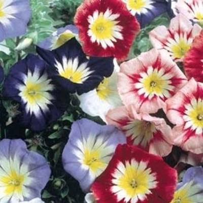 CYBEXIS KGF -54 - Morning Glory Ensign Mix - (100 Seeds) Seed(100 per packet)