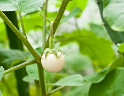 VibeX XLL-1 - F1 Hybrid Brinjal White Round Vegetable - (1350 Seeds) Seed(1350 per packet)