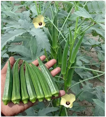 Ankur Farm Bhindi, Lady Finger Seed(100 per packet)