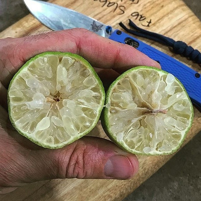KNESSiN Lemon HYBRID SEEDS Seed(25 per packet)