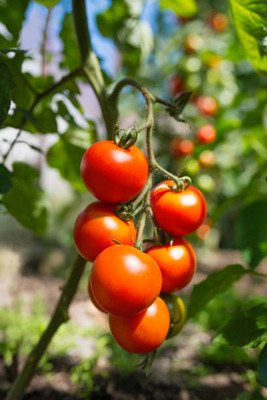 ARYAN EVERGREEN tomato Seed(120 per packet)