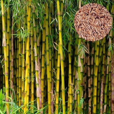DEYS AGRO ™ bamboo seeds,hybrid bamboo tree plant Seed(20 per packet)