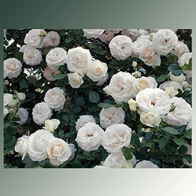 CYBEXIS KGF -3 - White Eden Climbing Rose - (100 Seeds) Seed(100 per packet)