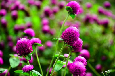 STARKC Globe amaranth, (Gomphrena globosa) Seed(200 per packet)