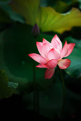 SaaHeli Lotus Seed(10 per packet)