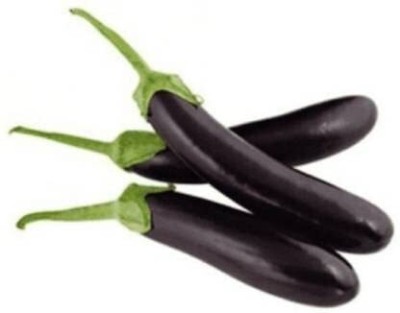 Aywal Brinjal Purple Long Seeds for Home & Terrace Gardening Seed(800 per packet)