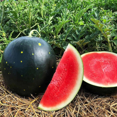 Biosnyg Fast Growing Century Star Watermelon Seeds for Terrace Gardening-(100 Seeds) Seed(100 per packet)