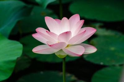 Go Raw lotus,kamal gatta Seed(10 per packet)