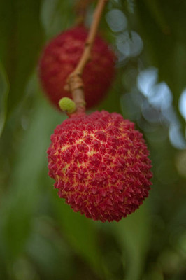 MAA LITCHI,LICHEE,LYCHEE Seed(10 per packet)