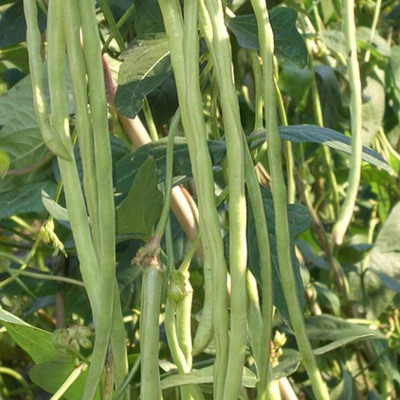 KNESSiN Cowpea Beans Seed(400 per packet)