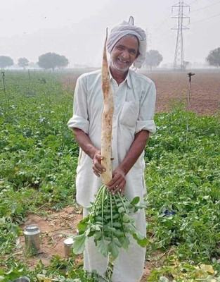 HYBRID 100g F1 hybrid white radish mooli primium quility seeds Seed(1 per packet)