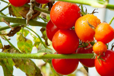 Radhakrishna tomato Seed(145 per packet)