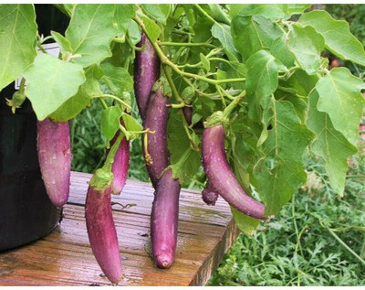 UGRA Brinjal Guinea Summer Squash Seed(250 per packet)