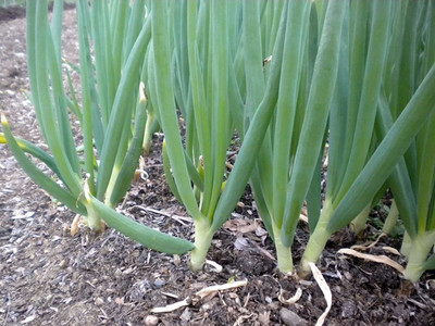 VibeX VXI-87 - Scallion Green Onion Spring Onion - (4500 Seeds) Seed(4500 per packet)