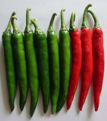 WILLVINE VNR -XIII Vegetable Chilli/Pepper Seeds[25gm, 5000 Seeds] Seed(5000 per packet)