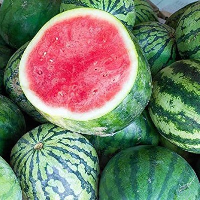 KANAYA Water Melon, Tarbuj Seed(40 per packet)