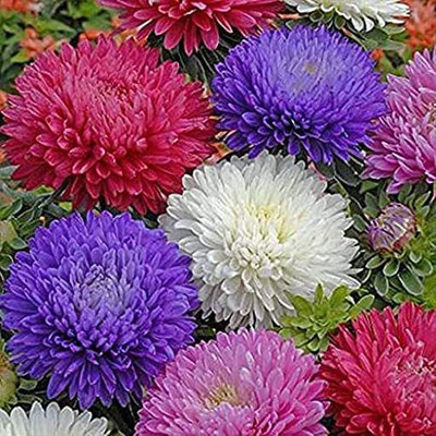 ACCELCROP Aster Double Mix Flower Seed(20 per packet)