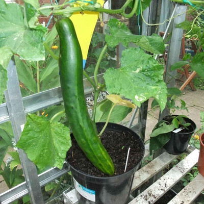 Qualtivate PUA-3A Cucumber Chinese Long for Salads Seed(300 per packet)