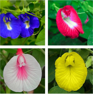 the green dotcom Aprajitha/Sangu Poo/Clitoria Ternatea Butterfly Pea Hybrid Flower Seed(40 per packet)