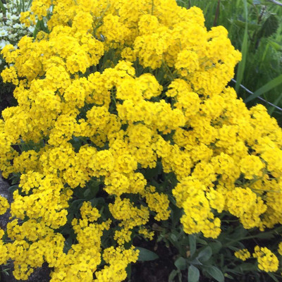 Lorvox Allysum Snow White, Allysum Seed(20 per packet)