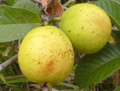 KNESSiN Farm Giant Thailand Guava Fruit[100 Seeds] Seed(100 per packet)