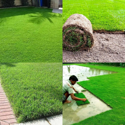 ibains Lawn grass seeds for garden bij 5200 Seed(5200 per packet)