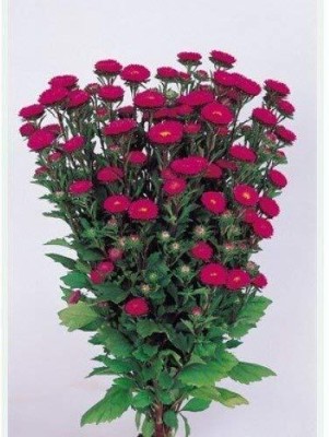 Aywal Aster Mixed Hybrid Imported Flower Seed(90 per packet)