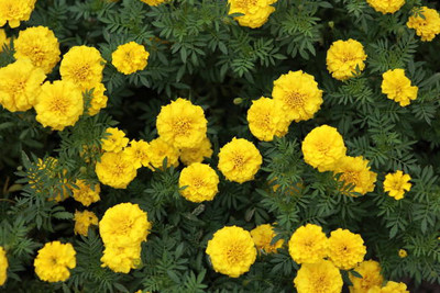 TANMAY FUN ZONE marigold/gende ka phool flower seeds Seed(50 per packet)