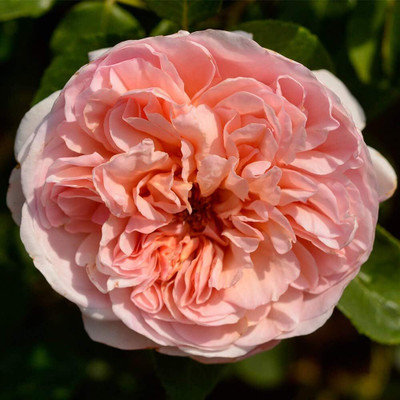 Qualtivate PAU-576 Rose Flower Seeds Seed(50 per packet)