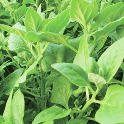 CYBEXIS Organic Tetragonia Tetragonioides New Zealand Spinach Seeds1000 Seeds Seed(1000 per packet)