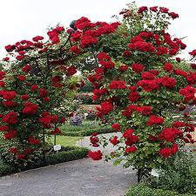 greenfarm Fragrant Rose Flower Seeds Gulab Seeds Pure Organic ( 155 seeds) s158 Seed(155 per packet)
