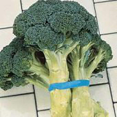 Qualtivate PUA-3A Green Goliath Broccoli Seeds Seed(300 per packet)