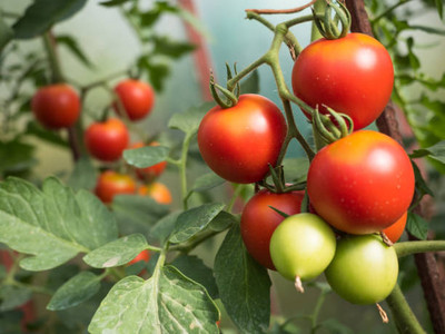 parrot creation tomato Seed(70 per packet)