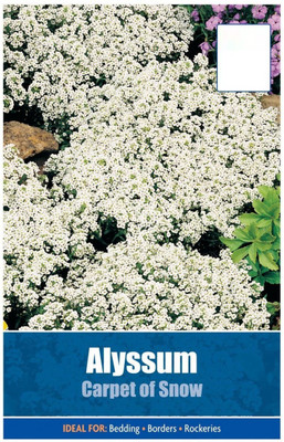 CYBEXIS Secret Garden Alyssum Seeds Seed(50 per packet)