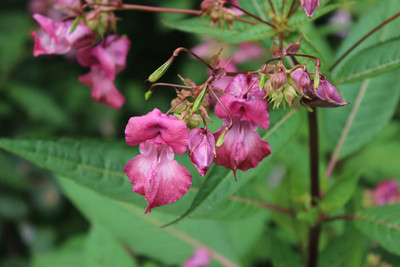 Audhav Balsam Multicolor Flower Seeds Pack of 50 Seed(50 per packet)