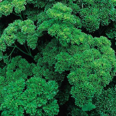 SOWCAN Curly Parsley Seed(100 per packet)