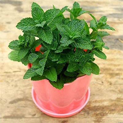 CYBEXIS LXI-90 - Lemon Balm Herb - (250 Seeds) Seed(250 per packet)
