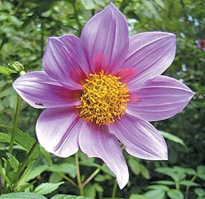 VibeX PAU-45 - Dahlia imperialis | Giant - (60 Seeds) Seed(60 per packet)