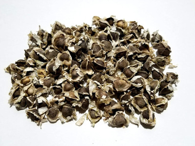Qualtivate FXL-5AT Dwarf Moringa Tree Seeds Seed(50 per packet)