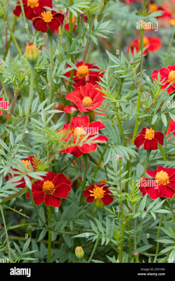 XOLDA Exotic marigold red Seed(10 per packet)