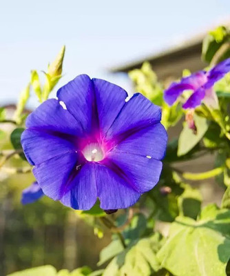 Aro Morning glory Seed(51 per packet)