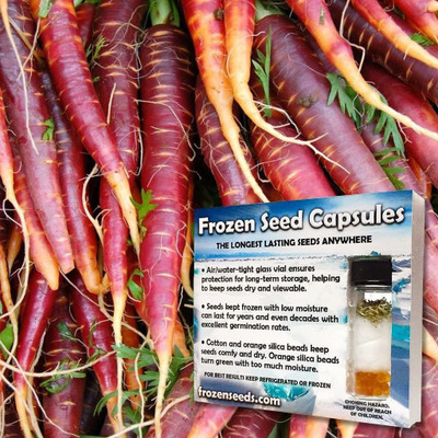 CYBEXIS ATS-16 - Cosmic Purple Carrot - (2250 Seeds) Seed(2250 per packet)