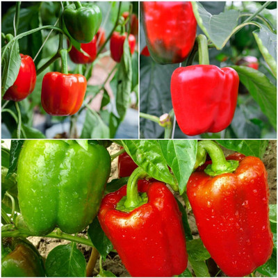 Biosnyg Green and Red Capsicum Seeds-200 Seeds/1gm Seed(200 per packet)