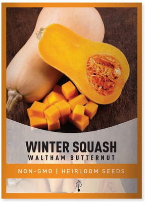 Biosnyg Squash Butternut Waltham Seed(100 per packet)
