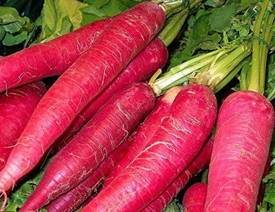 VibeX ® VXI-63 Atomic Red Carrots Seeds Seed(500 per packet)